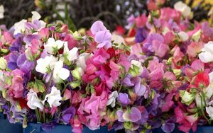 Preview wallpaper sweet pea, colorful, buckets, close-up