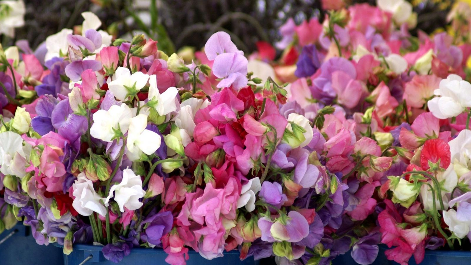 Download wallpaper 1600x900 sweet pea, colorful, buckets, close-up