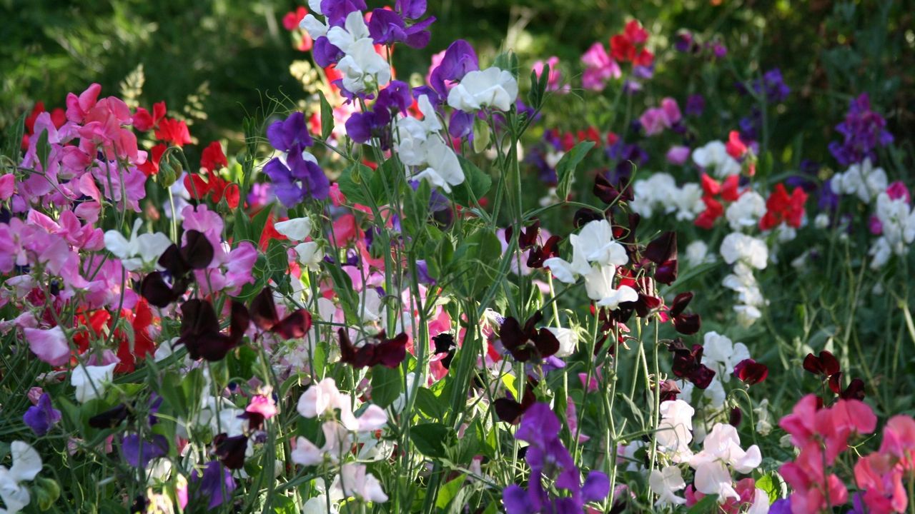 Wallpaper sweet peas, flowering, colorful, fresh herbs