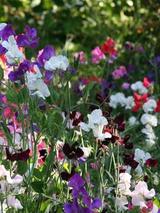 Preview wallpaper sweet peas, flowering, colorful, fresh herbs