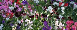 Preview wallpaper sweet peas, flowering, colorful, fresh herbs