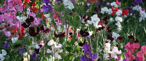 Preview wallpaper sweet peas, flowering, colorful, fresh herbs