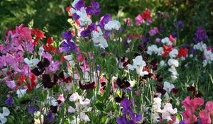 Preview wallpaper sweet peas, flowering, colorful, fresh herbs