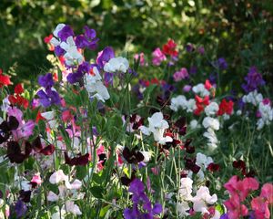 Preview wallpaper sweet peas, flowering, colorful, fresh herbs