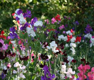 Preview wallpaper sweet peas, flowering, colorful, fresh herbs