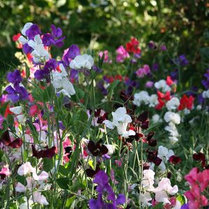 Preview wallpaper sweet peas, flowering, colorful, fresh herbs