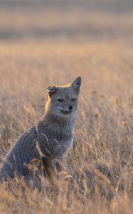 Preview wallpaper swift fox, fox, gray, animal, wildlife