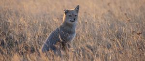 Preview wallpaper swift fox, fox, gray, animal, wildlife