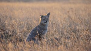 Preview wallpaper swift fox, fox, gray, animal, wildlife