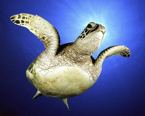 Preview wallpaper swim, sea, legs, turtle