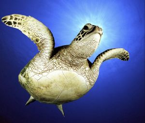 Preview wallpaper swim, sea, legs, turtle
