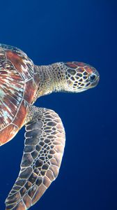 Preview wallpaper swim, sea, turtle, legs