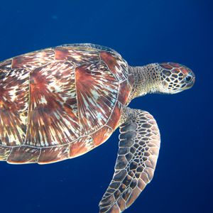 Preview wallpaper swim, sea, turtle, legs