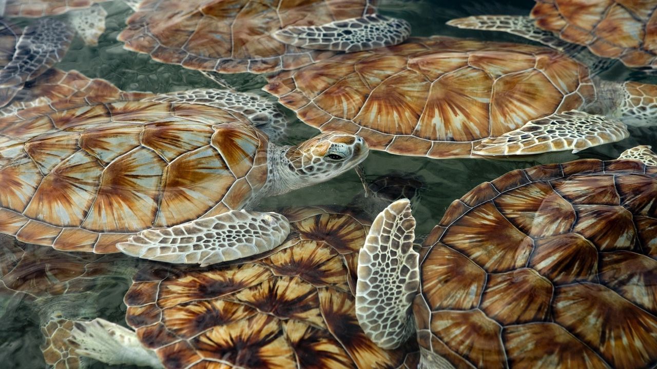Wallpaper swim, turtles, tortoises, sea