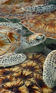 Preview wallpaper swim, turtles, tortoises, sea