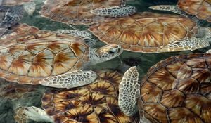 Preview wallpaper swim, turtles, tortoises, sea