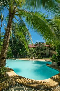 Preview wallpaper swimming pool, palm trees, tropics, nature