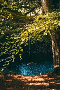 Preview wallpaper swing, rope, tree, branches, river