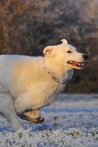 Preview wallpaper swiss shepherd, dog, race, frost