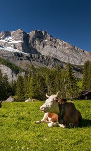 Preview wallpaper switzerland, mountains, cows, meadow, grass, tops