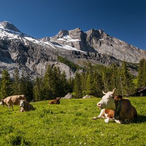 Preview wallpaper switzerland, mountains, cows, meadow, grass, tops