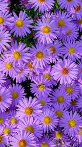 Preview wallpaper symphiotrichum, flowers, bee, purple