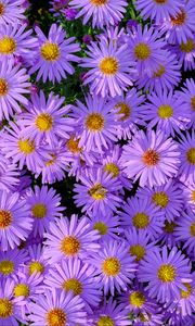 Preview wallpaper symphiotrichum, flowers, bee, purple