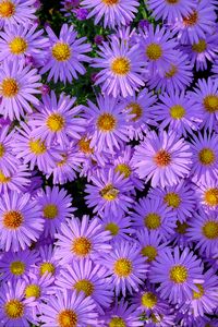 Preview wallpaper symphiotrichum, flowers, bee, purple