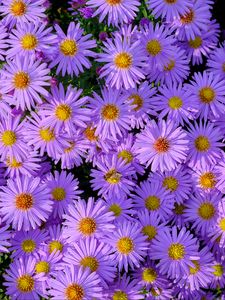 Preview wallpaper symphiotrichum, flowers, bee, purple