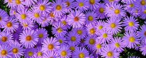 Preview wallpaper symphiotrichum, flowers, bee, purple