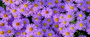 Preview wallpaper symphiotrichum, flowers, bee, purple