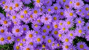 Preview wallpaper symphiotrichum, flowers, bee, purple