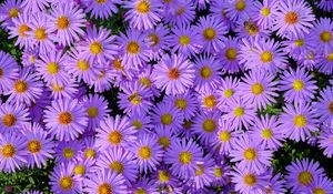 Preview wallpaper symphiotrichum, flowers, bee, purple