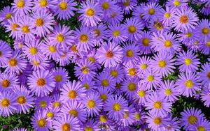 Preview wallpaper symphiotrichum, flowers, bee, purple