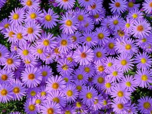 Preview wallpaper symphiotrichum, flowers, bee, purple