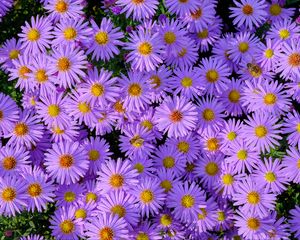 Preview wallpaper symphiotrichum, flowers, bee, purple