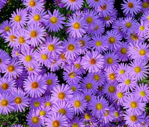 Preview wallpaper symphiotrichum, flowers, bee, purple