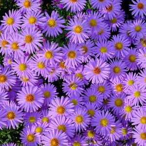 Preview wallpaper symphiotrichum, flowers, bee, purple