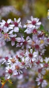 Preview wallpaper symphyotrichum, flowers, bush