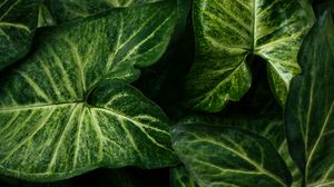 Preview wallpaper syngonium, plant, leaves, green, macro
