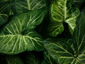 Preview wallpaper syngonium, plant, leaves, green, macro