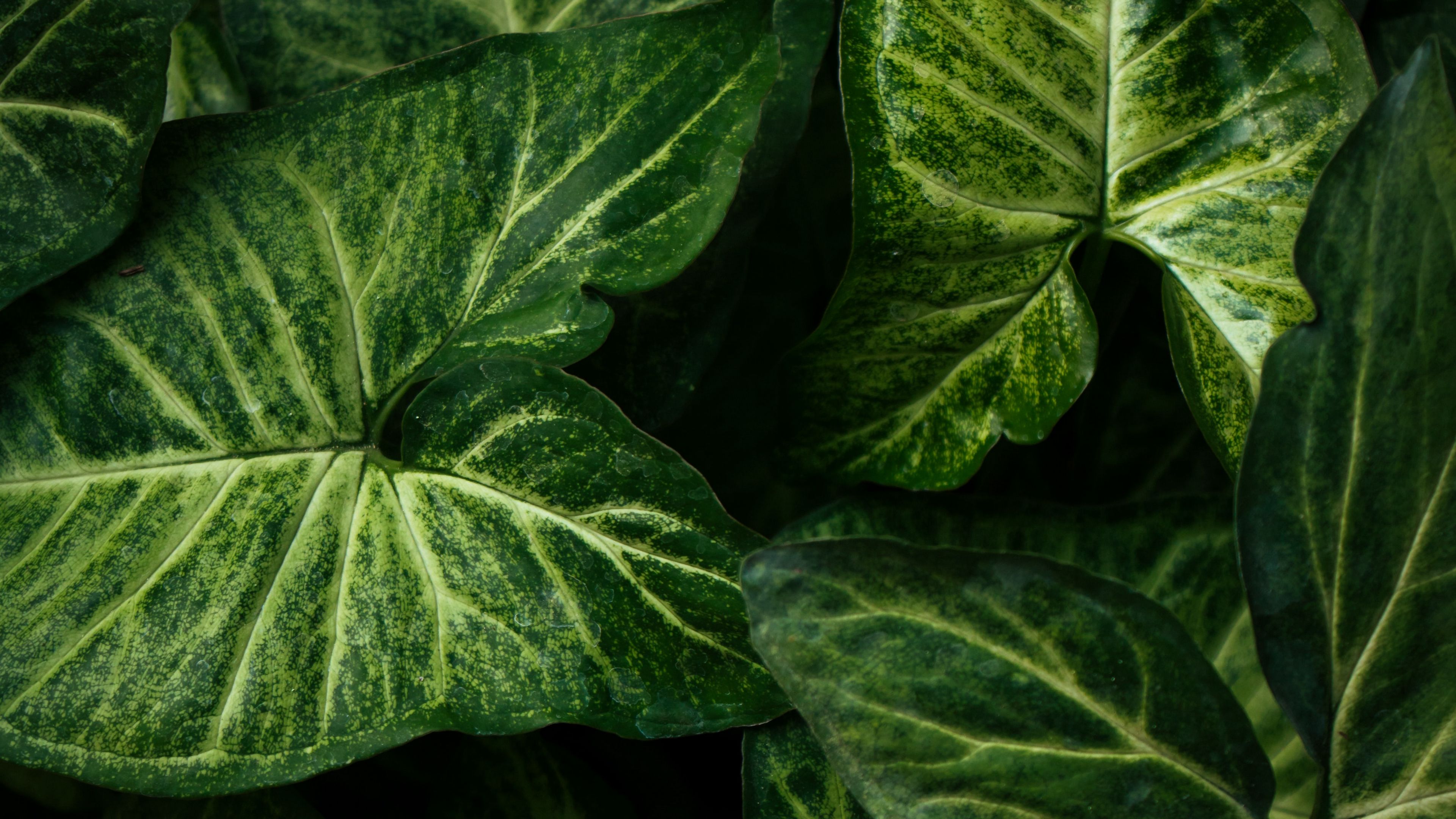 Download wallpaper 3840x2160 syngonium, plant, leaves, green, macro 4k 