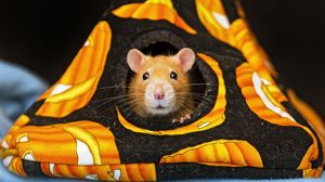 Preview wallpaper syrian hamster, hamster, rodent, animal