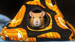 Preview wallpaper syrian hamster, hamster, rodent, animal