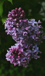 Preview wallpaper syringa, lilac, flowers, bush