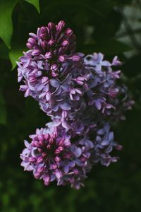 Preview wallpaper syringa, lilac, flowers, bush