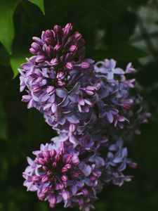 Preview wallpaper syringa, lilac, flowers, bush