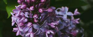 Preview wallpaper syringa, lilac, flowers, bush