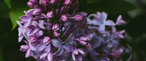 Preview wallpaper syringa, lilac, flowers, bush