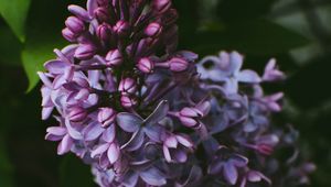 Preview wallpaper syringa, lilac, flowers, bush